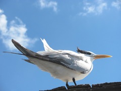 Florida 2013 Naples pier royal tern