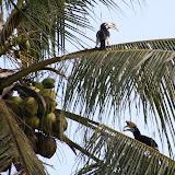 Hornbills