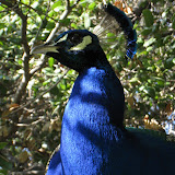 IMG_0952.JPG