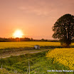 Hon Lau - Oilseed Field Dawn.jpg