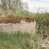 dsc00603.jpg