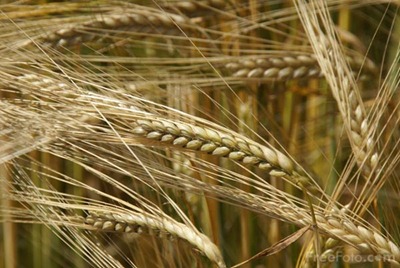 [barley%2520plant%255B7%255D.jpg]