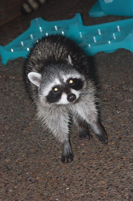 [racoons%255B6%255D.jpg]