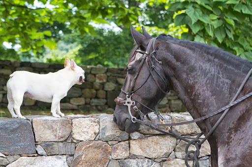Betsy says that you and the other horses prefer staying indoors when it's so hot. The fans in your stalls must really help a lot. Betsy says that you and the other horses prefer staying indoors when it's so hot. The fans in your stalls must really help a lot.