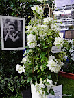 Clematis 'Maria Skłodowska-Curie'