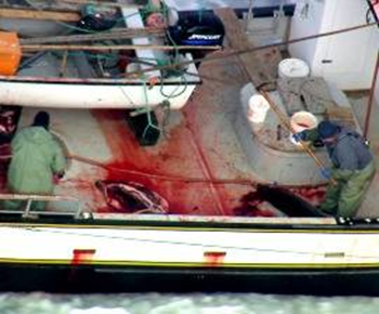 Slaughtered harp seals in a Canadian fishing boat. Photo: Frank Loftus / HSUS