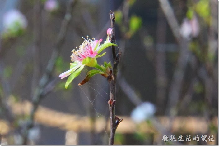 花蓮-理想大地渡假村。這個應該是郁李花。長得有點類似梅花，度假村內有好幾株，拜訪的時候剛好在開花。