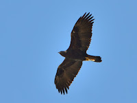 DSC_7907.jpg