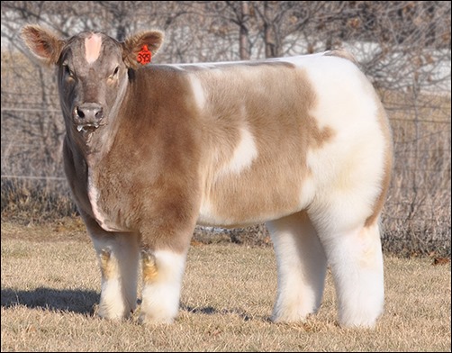 Texas Tornado fluffy cow