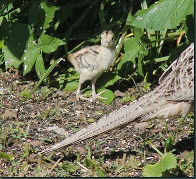 pheasant-chick