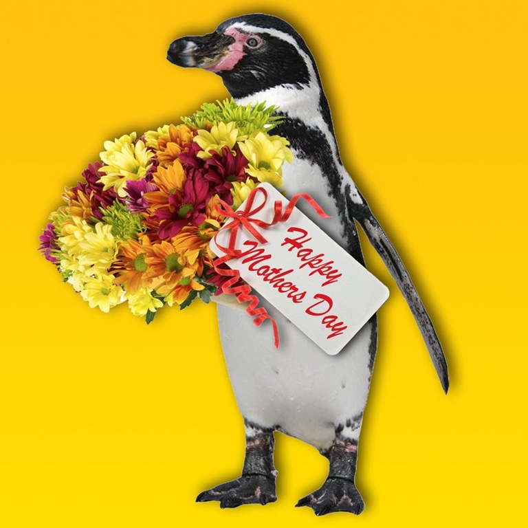 [Moters%2520Day%2520Dippy%2520Blog%255B4%255D.jpg]