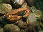 West Hurker: edible crab