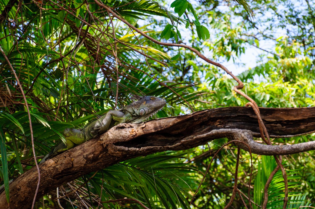 [Costa%2520Rica%2520067%255B4%255D.jpg]