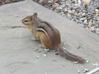 I wonder why its just sitting there?  Maybe chipmunks like to bask in the sun, too.