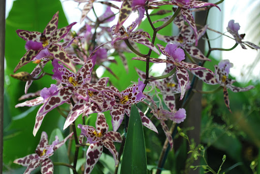 These Newberry orchids have the most graphic pattern.