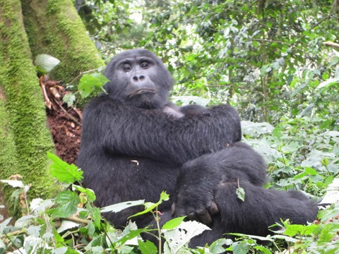 rwanda uganda gorilla bwindi tracking trek tour