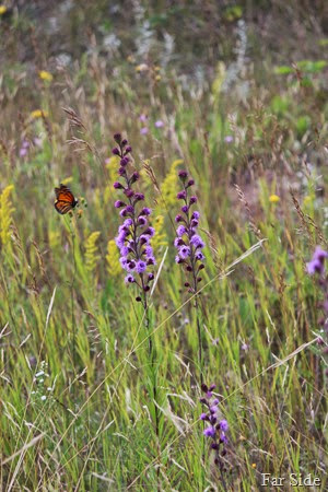 Butterfly and Rough Blazing Star
