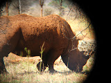We called this a "red rhino". There's no such thing, but apparently this guy was rolling around in some red mud. Transition to Madagascar - 060.jpg