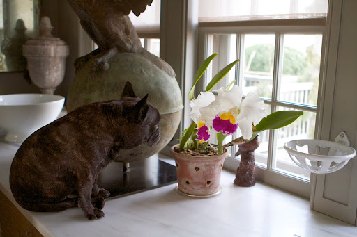 Ryan decorated before Thanksgiving. I love when there are beautiful plants to look at like this amazing Cattleya, also known as a corsage orchid. Ryan decorated before Thanksgiving. I love when there are beautiful plants to look at like this amazing Cattleya, also known as a corsage orchid.