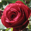 rosa.jpg