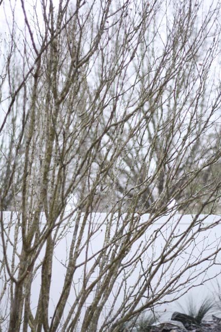 [echs%2520homecoming%25202012%2520010%255B1%255D.jpg]