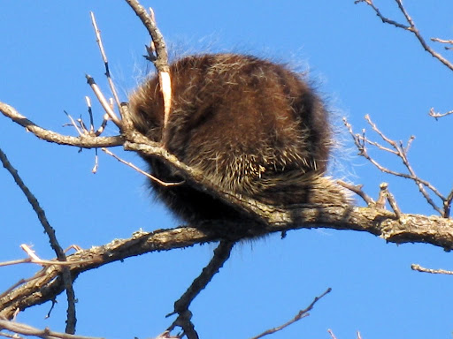 Sap Run porcupine