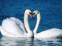 amor-de-cisnes.jpg