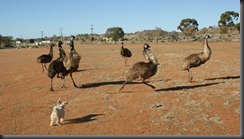 pup pup nd emus 042
