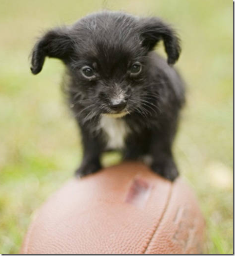 perros pequeños perros pequeños