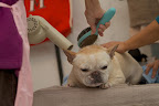 Egad!  It's the blow dryer and the wire brush!