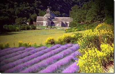 Lavendelfält