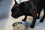 Yes, Sharkey - This food is so good and I even notice that I have more energy!