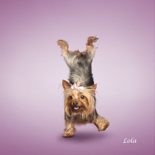 [Yoga-dogs-9%255B3%255D.jpg]