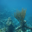  Scuba Dive Buck Island Reef