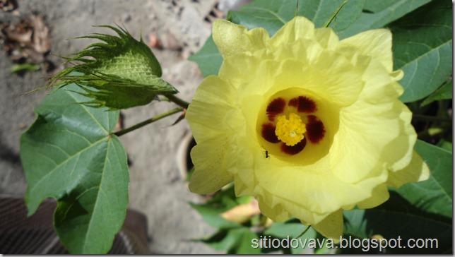 Flor de algodão Flor de algodão