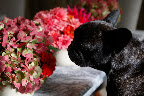 You're right! I recognize this red zinnia.