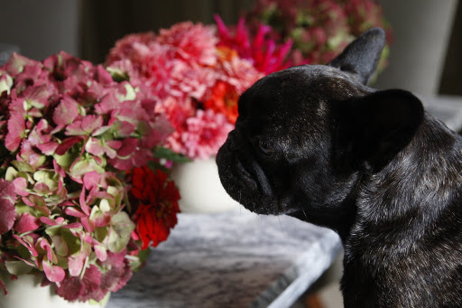 You're right! I recognize this red zinnia.