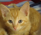 Balii is from HALO Animal Rescue in Phoenix, Arizona.To learn more about Balii, click on the link to the shelter below.