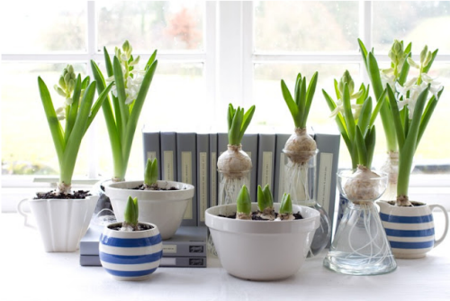 spring_bulbs