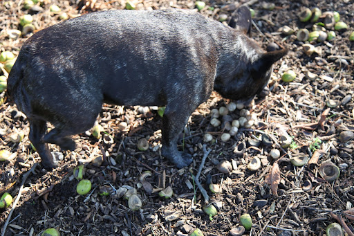 Why, Sharkey!  I'm getting a strong whiff of squirrel!!!  This must be where they're piling them before taking the nuts to their winter cache.