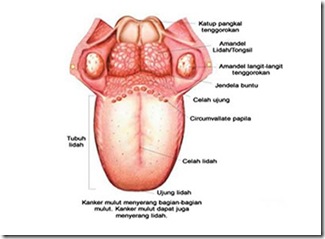 sebab-cegah-obat-kanker-lidah-natural