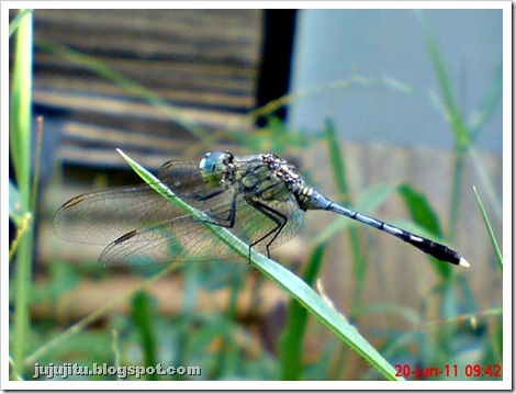 Nama ilmiah/latin capung: Diplacodes trivialis (Rambur, 1842)