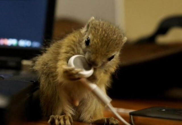 squirrels-apple-earphones1.jpg