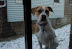 Breezy in the Snow - Winter 2008