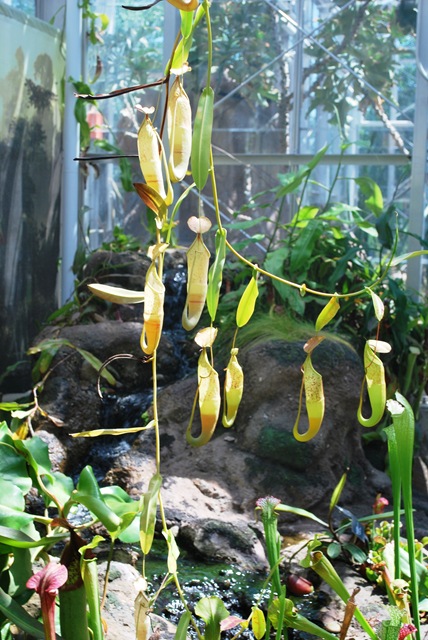 [915%2520-%2520Pitcher%2520Plants%2520green%2520and%2520yellow%255B6%255D.jpg]