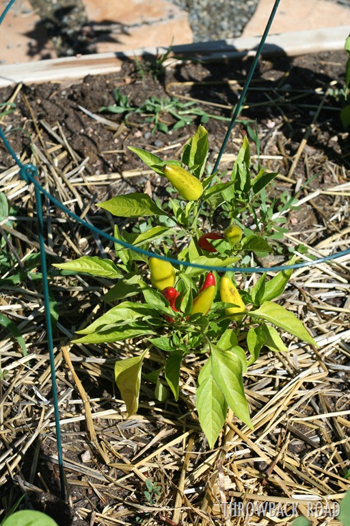 [garden%2520walk%2520July%252017%2520014%255B5%255D.jpg]