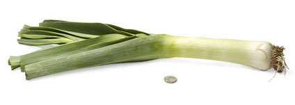 [38-leek%255B4%255D.jpg]