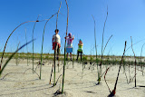 Dune grass