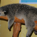 palawan bear cat