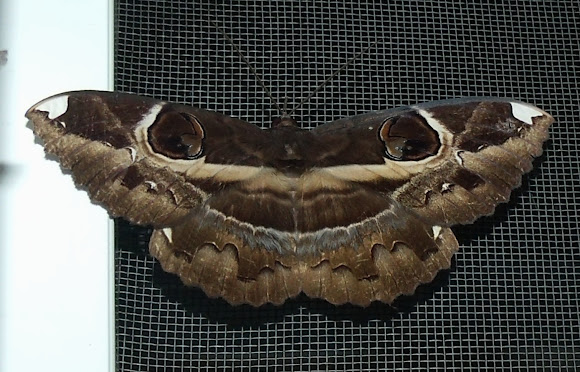 Spotting Image 1